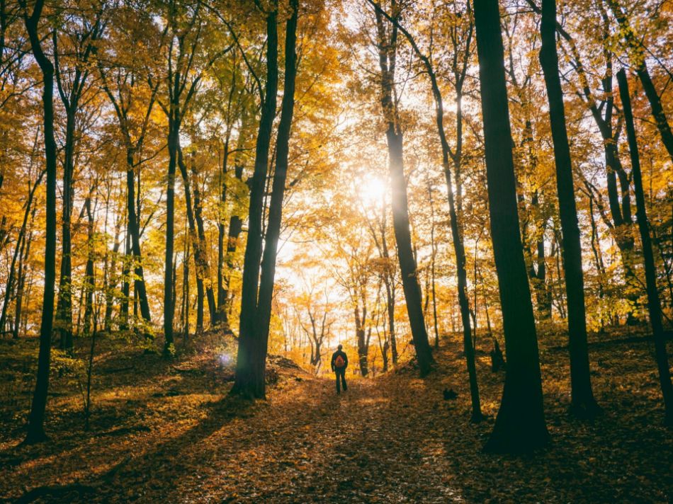 Filosofia del leave no trace applicata alla raccolta dei funghi: etica ed ecosistema